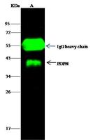 Podoplanin Antibody in Immunoprecipitation (IP)