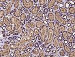 PEX3 Antibody in Immunohistochemistry (Paraffin) (IHC (P))