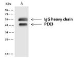 PEX3 Antibody in Immunoprecipitation (IP)