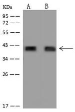 PEX3 Antibody in Western Blot (WB)