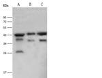 PGK2 Antibody in Western Blot (WB)