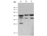 PGK2 Antibody in Western Blot (WB)