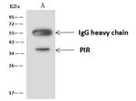 Pirin Antibody in Immunoprecipitation (IP)