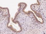 PKD2 Antibody in Immunohistochemistry (Paraffin) (IHC (P))