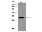 PNMT Antibody in Western Blot (WB)