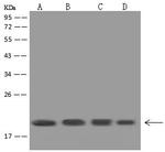 Cyclophilin B Antibody in Western Blot (WB)