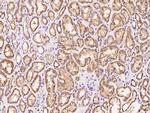 Cyclophilin 40 Antibody in Immunohistochemistry (Paraffin) (IHC (P))