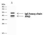 Cyclophilin 40 Antibody in Immunoprecipitation (IP)