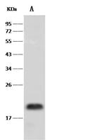 PRAP1 Antibody in Western Blot (WB)