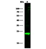 PRDX1 Antibody in Western Blot (WB)