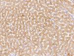 PRDX4 Antibody in Immunohistochemistry (Paraffin) (IHC (P))