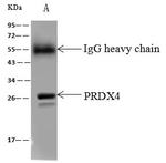 PRDX4 Antibody in Immunoprecipitation (IP)