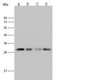 PRDX4 Antibody in Western Blot (WB)