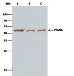 PRMT6 Antibody in Immunoprecipitation (IP)