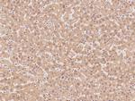 PSMA2 Antibody in Immunohistochemistry (Paraffin) (IHC (P))