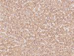 PSMA2 Antibody in Immunohistochemistry (Paraffin) (IHC (P))