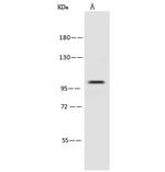 PSMD2 Antibody in Western Blot (WB)