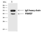 PSMD7 Antibody in Immunoprecipitation (IP)