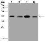 PSMD7 Antibody in Western Blot (WB)