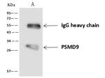 PSMD9 Antibody in Immunoprecipitation (IP)