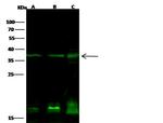 PTF1A Antibody in Western Blot (WB)