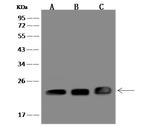 p23 Antibody in Western Blot (WB)