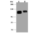 PTPN12 Antibody in Western Blot (WB)