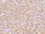 Bit1 Antibody in Immunohistochemistry (Paraffin) (IHC (P))