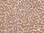 Bit1 Antibody in Immunohistochemistry (Paraffin) (IHC (P))