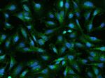 RABEP1 Antibody in Immunocytochemistry (ICC/IF)