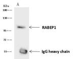 RABEP1 Antibody in Immunoprecipitation (IP)