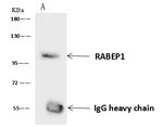 RABEP1 Antibody in Immunoprecipitation (IP)