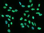 RALY Antibody in Immunocytochemistry (ICC/IF)