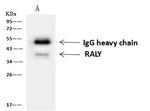 RALY Antibody in Immunoprecipitation (IP)