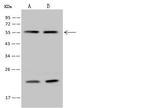 RALY Antibody in Western Blot (WB)