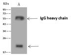 RANGRF Antibody in Immunoprecipitation (IP)