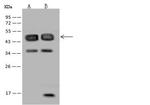 RBM17 Antibody in Western Blot (WB)