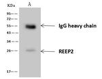 REEP2 Antibody in Immunoprecipitation (IP)