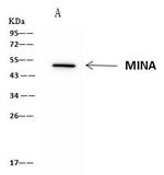 MINA53 Antibody in Immunoprecipitation (IP)