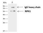 RIP1 Antibody in Immunoprecipitation (IP)