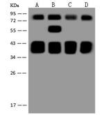 RIP1 Antibody in Western Blot (WB)