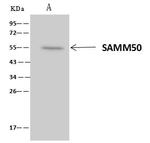 SAMM50 Antibody in Immunoprecipitation (IP)