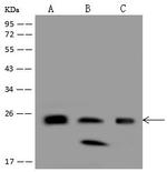 SAR1A Antibody in Western Blot (WB)