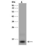 ACN9 Antibody in Western Blot (WB)