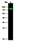 SEMA4A Antibody in Western Blot (WB)