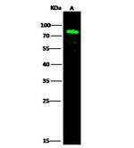 SEMA4A Antibody in Western Blot (WB)