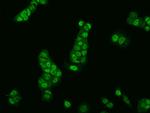 SIRT6 Antibody in Immunocytochemistry (ICC/IF)