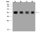 SIRT6 Antibody in Western Blot (WB)