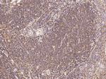 Ly-108 Antibody in Immunohistochemistry (Paraffin) (IHC (P))