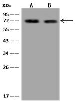 Ly-108 Antibody in Western Blot (WB)